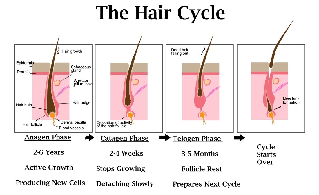 Growth Cycle - Hair Restoration | Hair Again Fresno